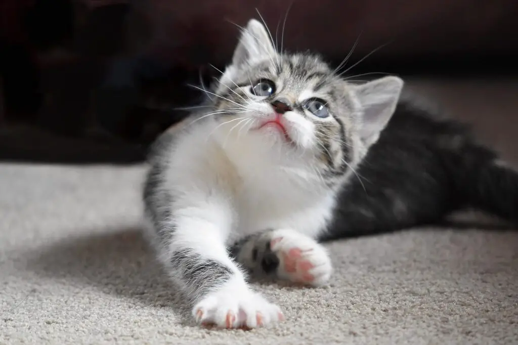 HOW TO STOP MY CAT FROM PEEING IN THE SINK? 7 WAYS