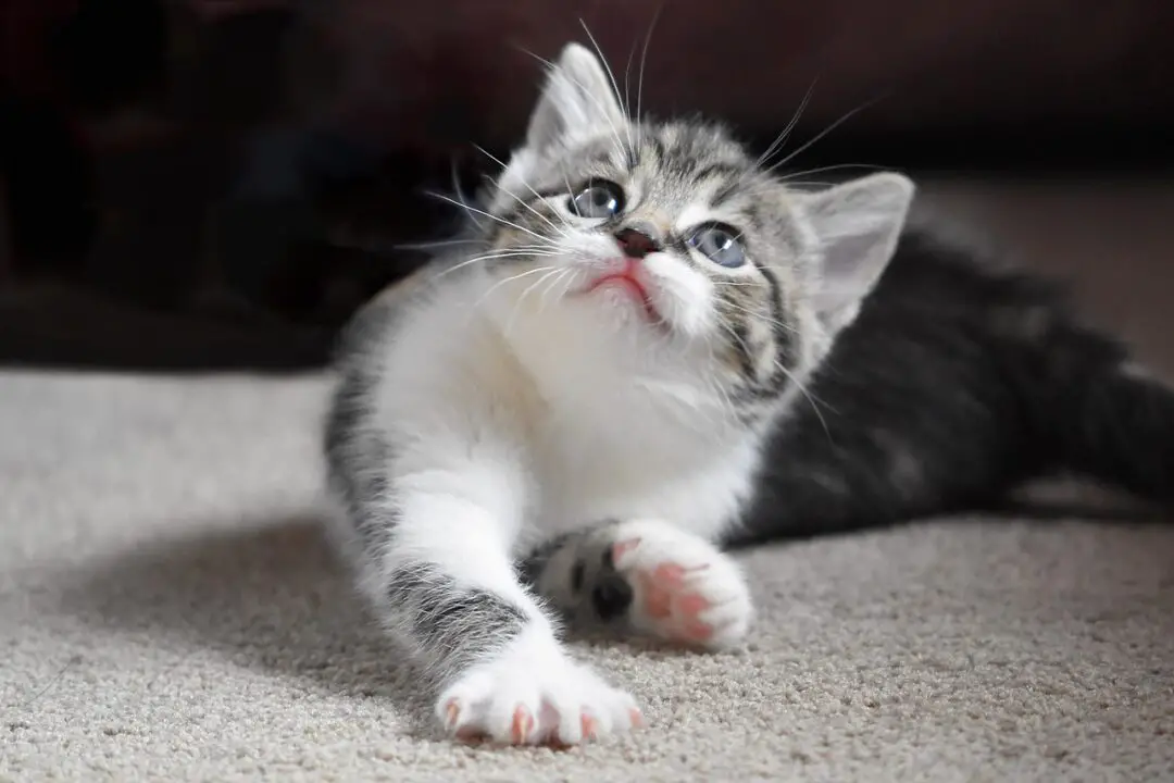 HOW TO STOP MY CAT FROM PEEING IN THE SINK? 7 WAYS