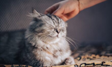 HOW TO CALM A CAT IN HEAT? 10 METHODS