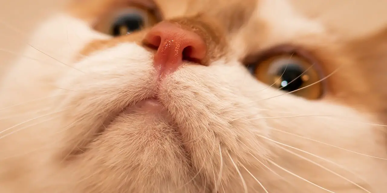 WHY ARE CATS NOSES WET? THE THRUT ON WET NOSES Dorkycats