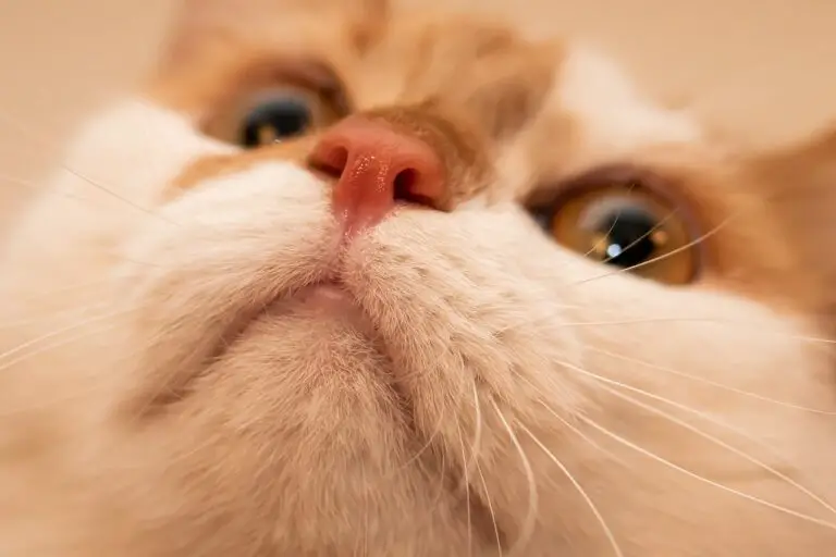 WHY ARE CATS NOSES WET? THE THRUT ON WET NOSES