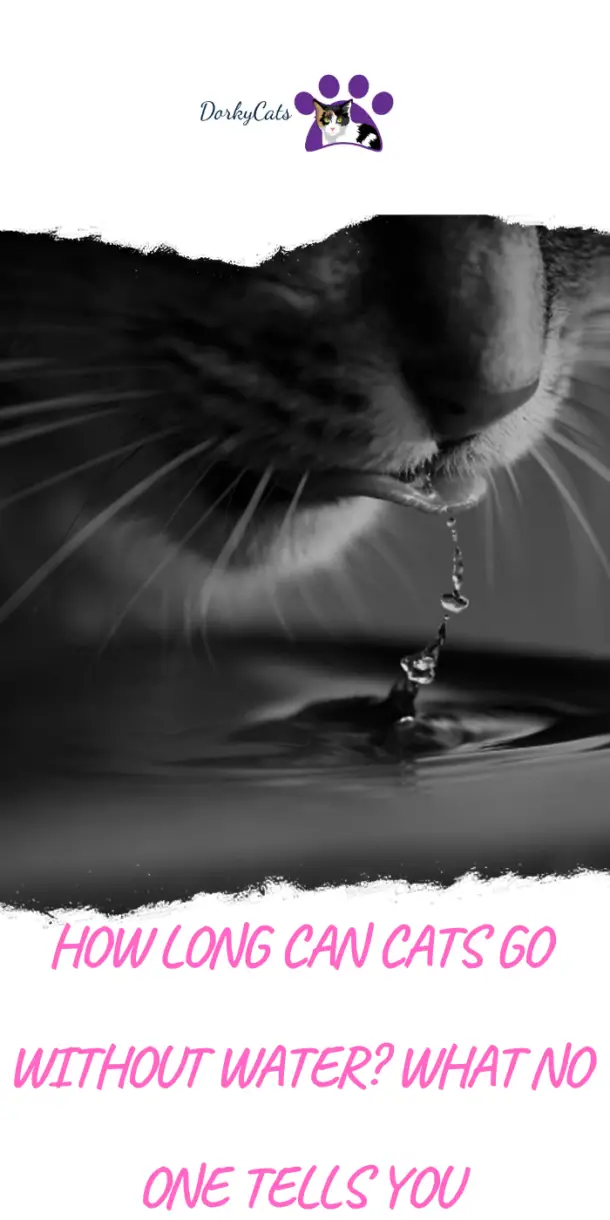 HOW LONG CAN CATS GO WITHOUT WATER? WHAT NO ONE TELLS YOU DorkyCats