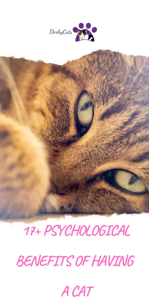 What are the psychological benefits of having a cat?