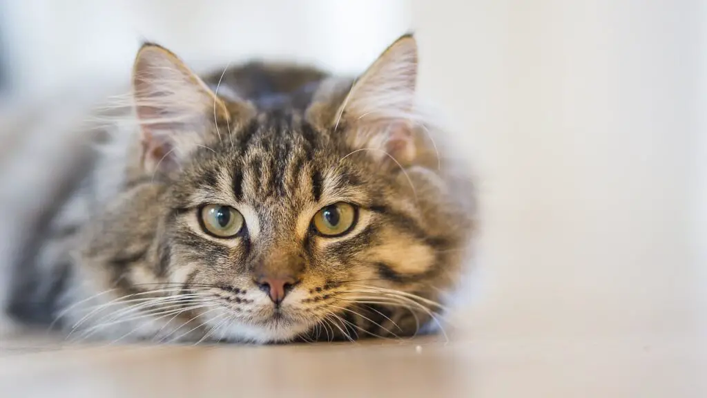 HOW OFTEN DO CATS POOP AND PEE? QUICK GUIDE