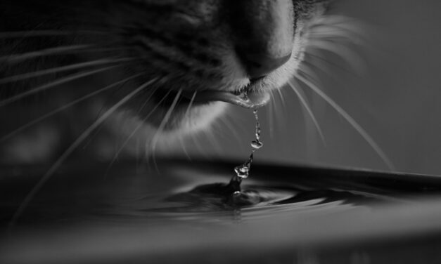 HOW LONG CAN CATS GO WITHOUT WATER? WHAT NO ONE TELLS YOU