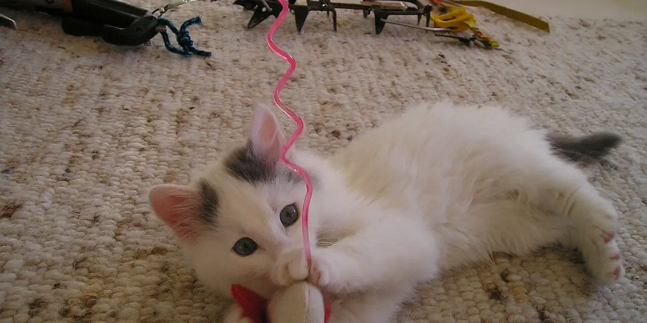 WHY DO CATS EAT PLASTIC? 3 TOP REASONS AND REMEDIES