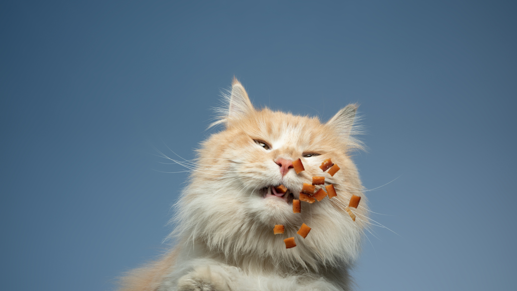 are-temptations-treats-bad-for-cats-the-real-truth