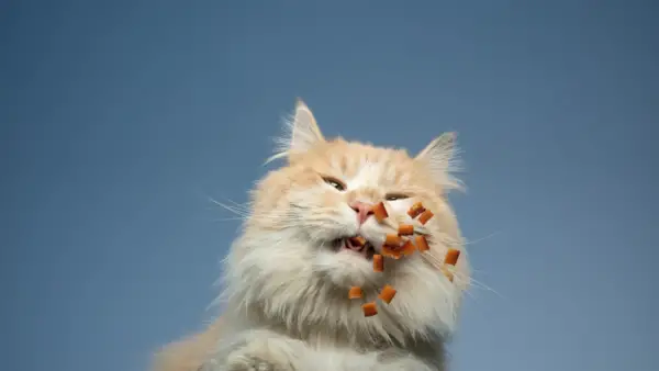 are-temptations-treats-bad-for-cats-the-real-truth