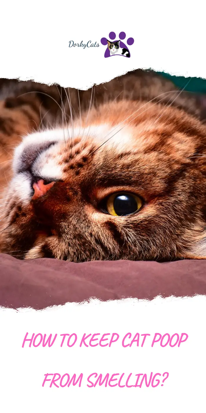 HOW TO KEEP CAT POOP FROM SMELLING?
