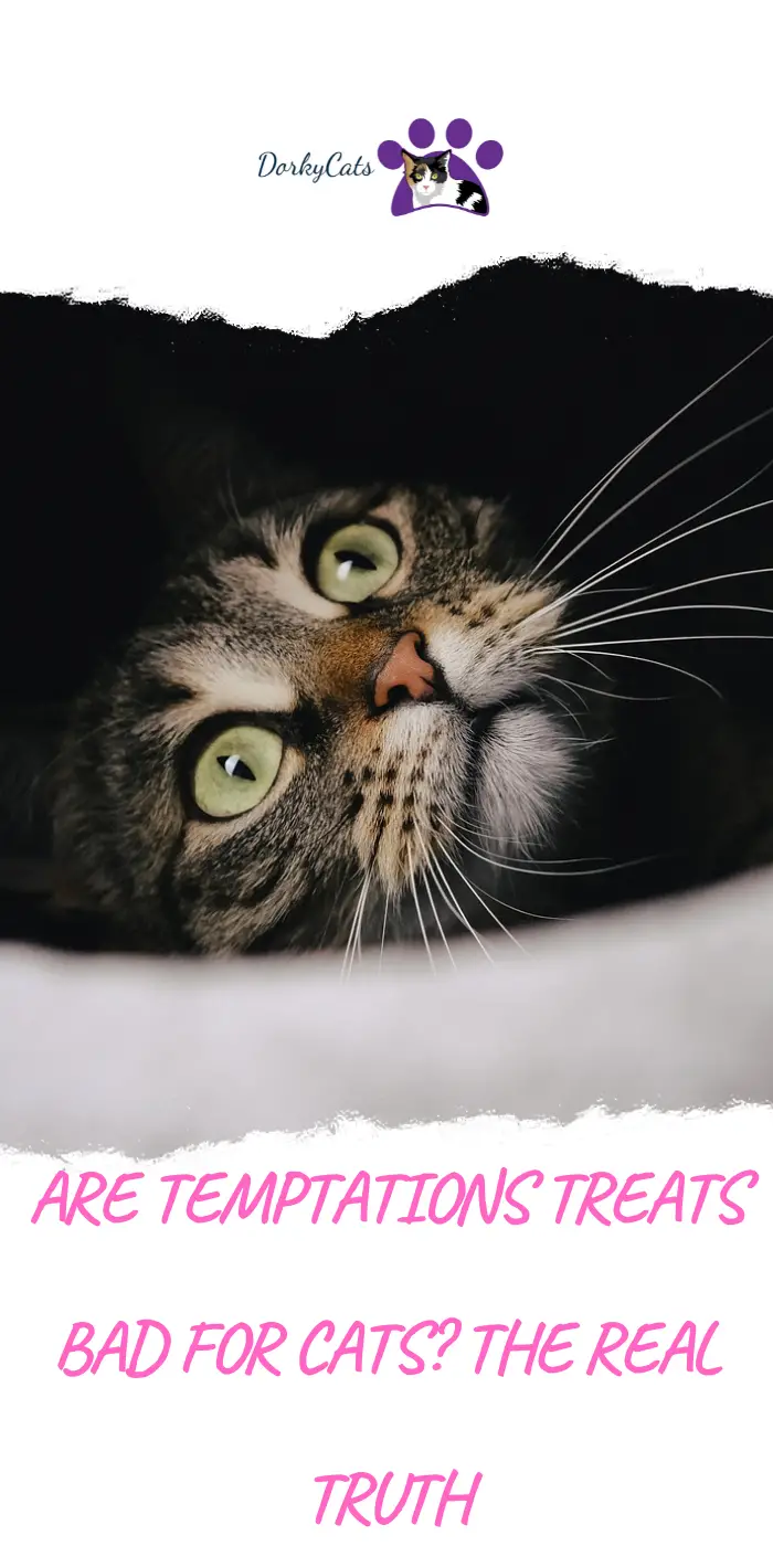 are-temptations-treats-bad-for-cats-the-real-truth