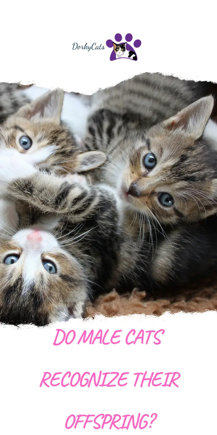 DO MALE CATS RECOGNIZE THEIR OFFSPRING?