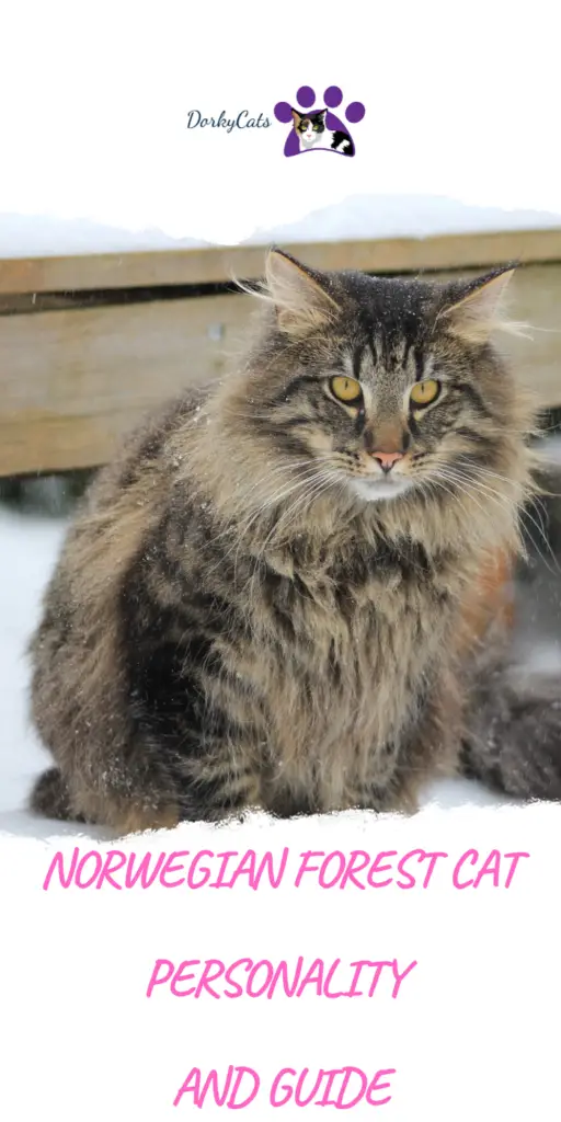 Are you wondering about the Norwegian Forest cat's personality?