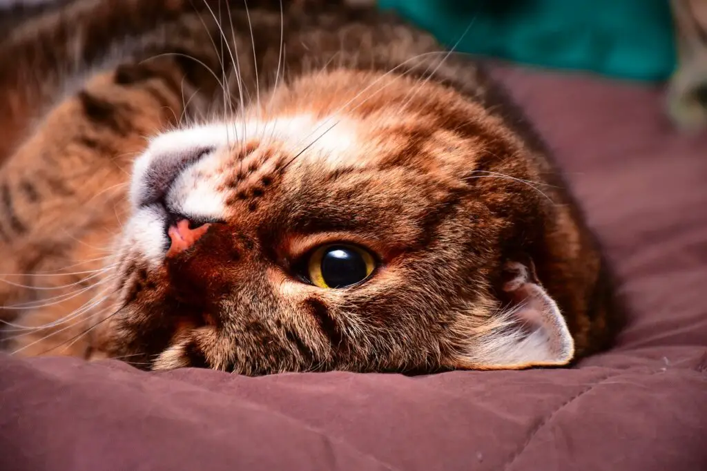 are-temptations-treats-bad-for-cats-the-real-truth