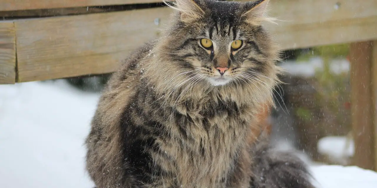 NORWEGIAN FOREST CAT'S PERSONALITY AND GUIDE