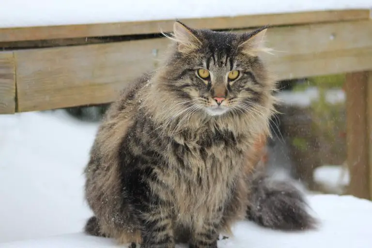 NORWEGIAN FOREST CAT’S PERSONALITY AND GUIDE