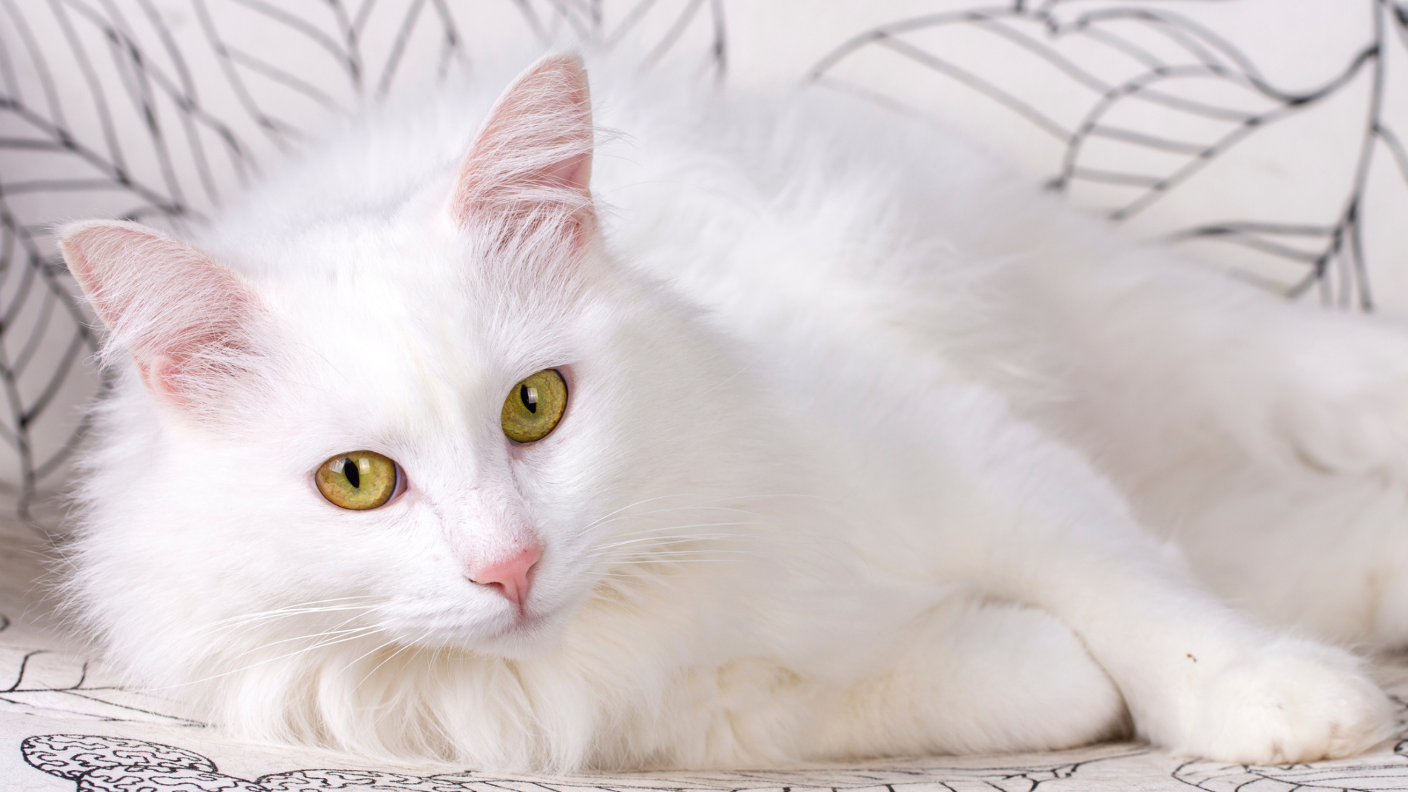 Белые породы кошек. Turkish Angora Cat Breed.