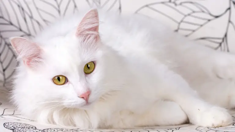 TURKISH ANGORA CAT’S PERSONALITY AND GUIDE
