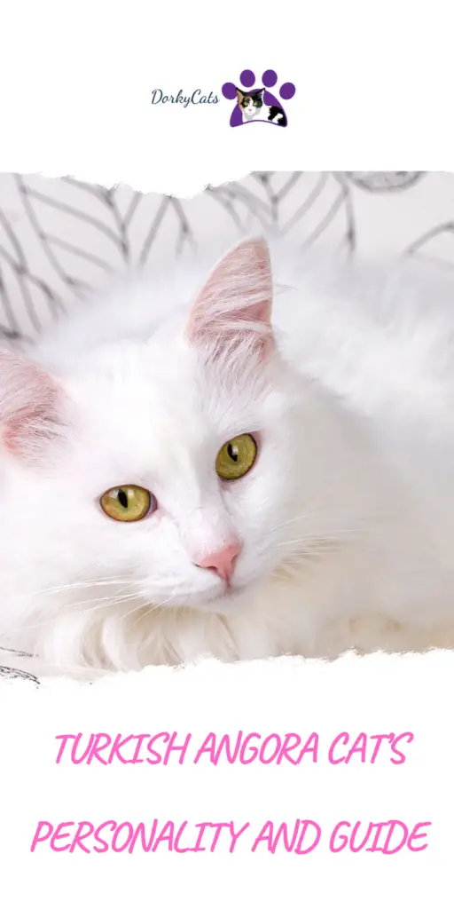 Turkish Angora cat's personality