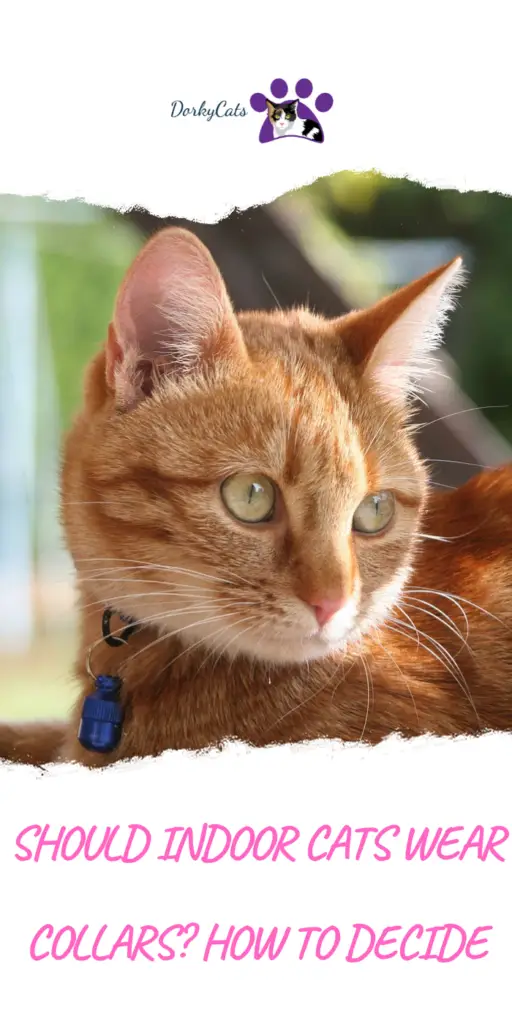 Should indoor cats wear collars? 