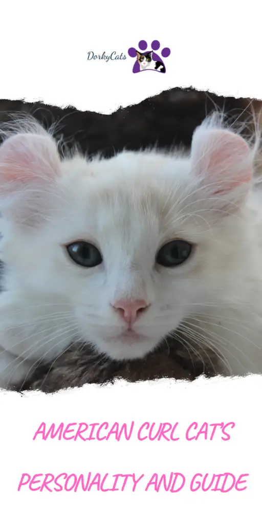 American Curl cat's personality