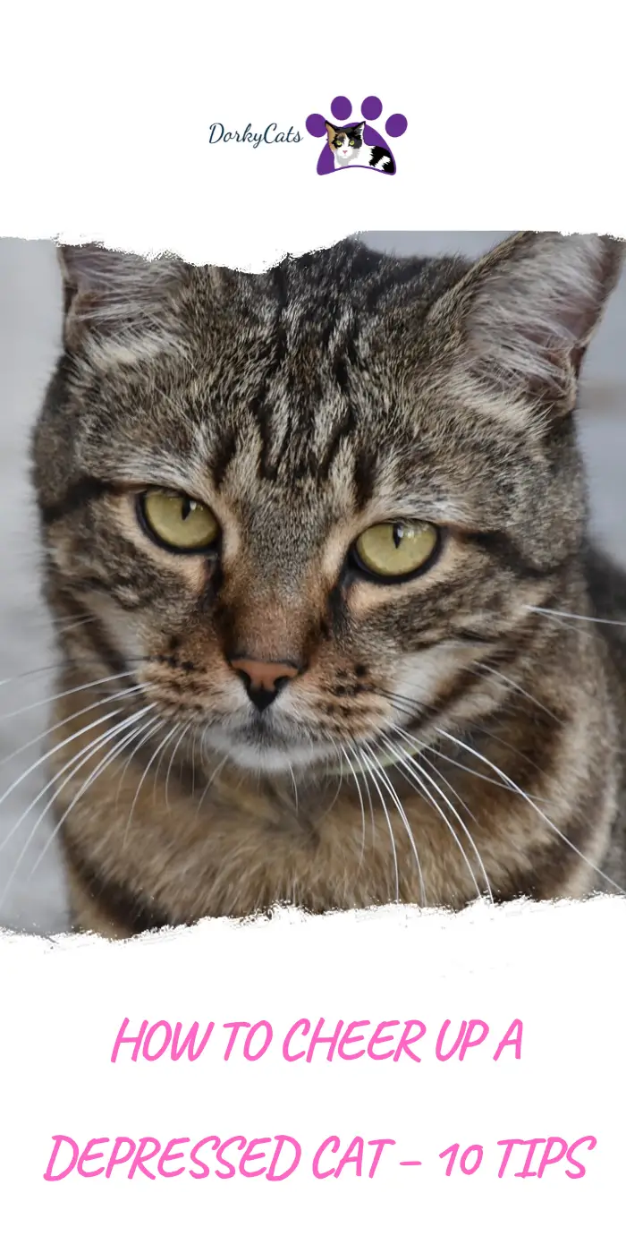 HOW TO CHEER UP A DEPRESSED CAT 10 TIPS