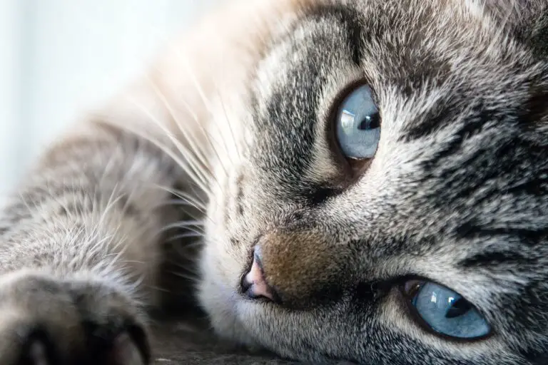 HOW DO INDOOR CATS GET FLEAS? COMPLETE GUIDE