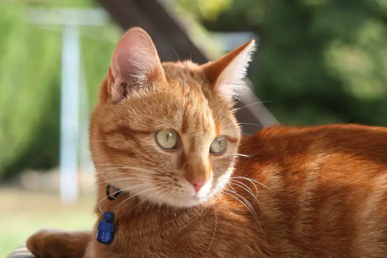 SHOULD INDOOR CATS WEAR COLLARS? HOW TO DECIDE