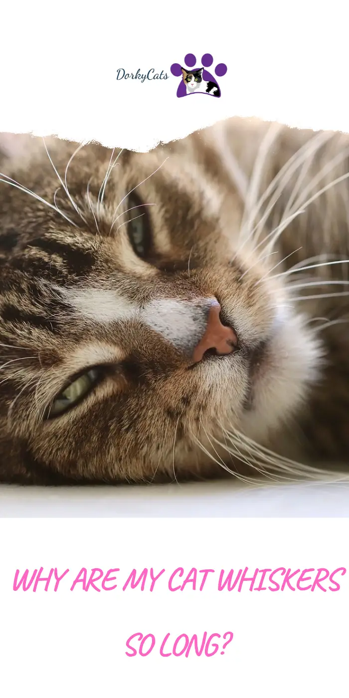 WHY ARE MY CAT WHISKERS SO LONG? 4 SURPRISING REASONS