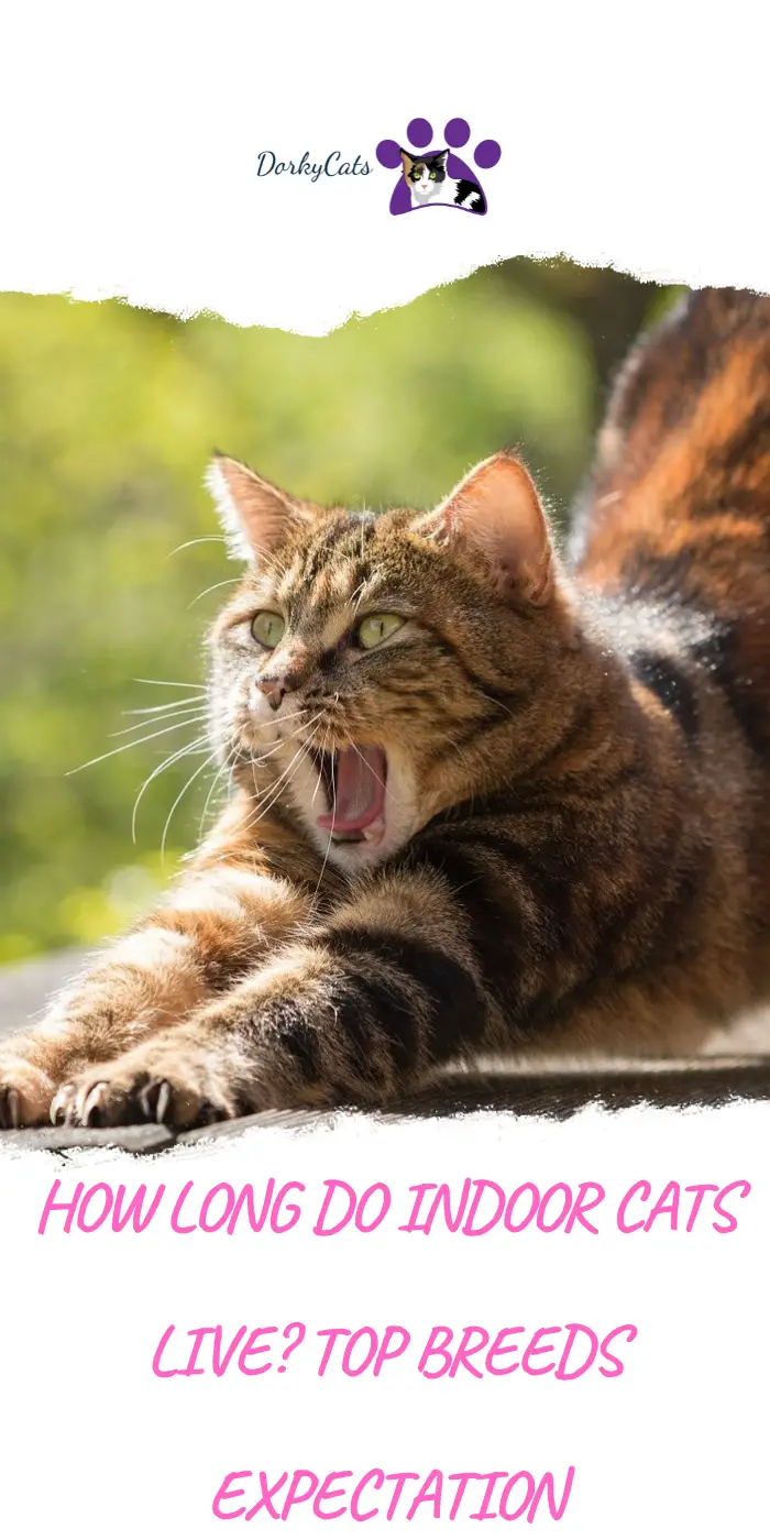 HOW LONG DO INDOOR CATS LIVE? TOP BREEDS EXPECTATION