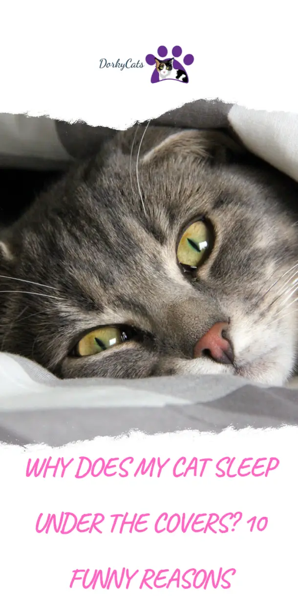 Why Does My Cat Sleep Under The Covers? 7 Funny Reasons