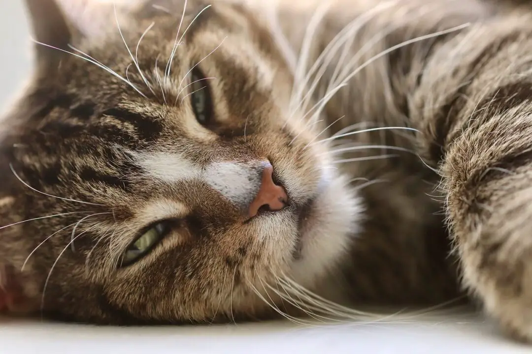 WHY ARE MY CAT WHISKERS SO LONG? 4 SURPRISING REASONS