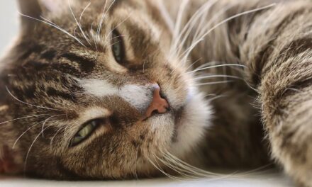 WHY ARE MY CAT WHISKERS SO LONG? 4 SURPRISING REASONS
