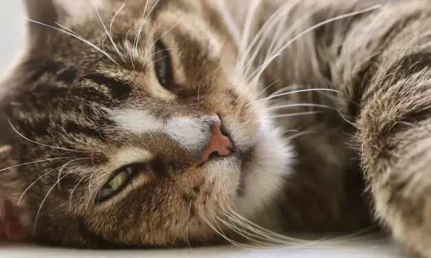 WHY ARE MY CAT WHISKERS SO LONG? 4 SURPRISING REASONS