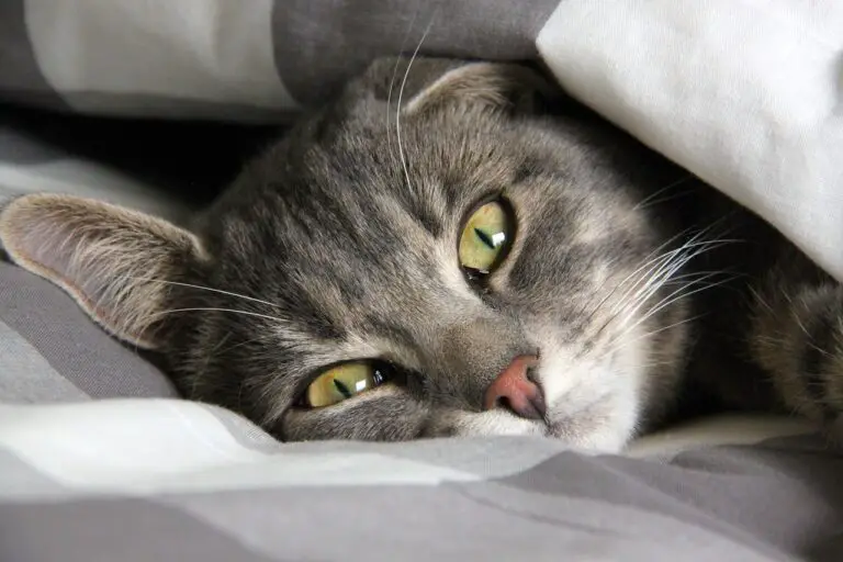 WHY DOES MY CAT SLEEP UNDER THE COVERS? 7 FUNNY REASONS