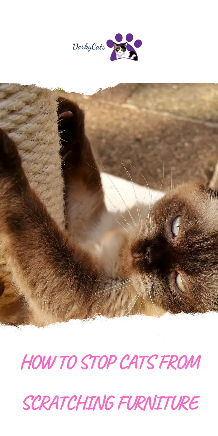HOW TO STOP CATS FROM SCRATCHING FURNITURE 4 WAYS