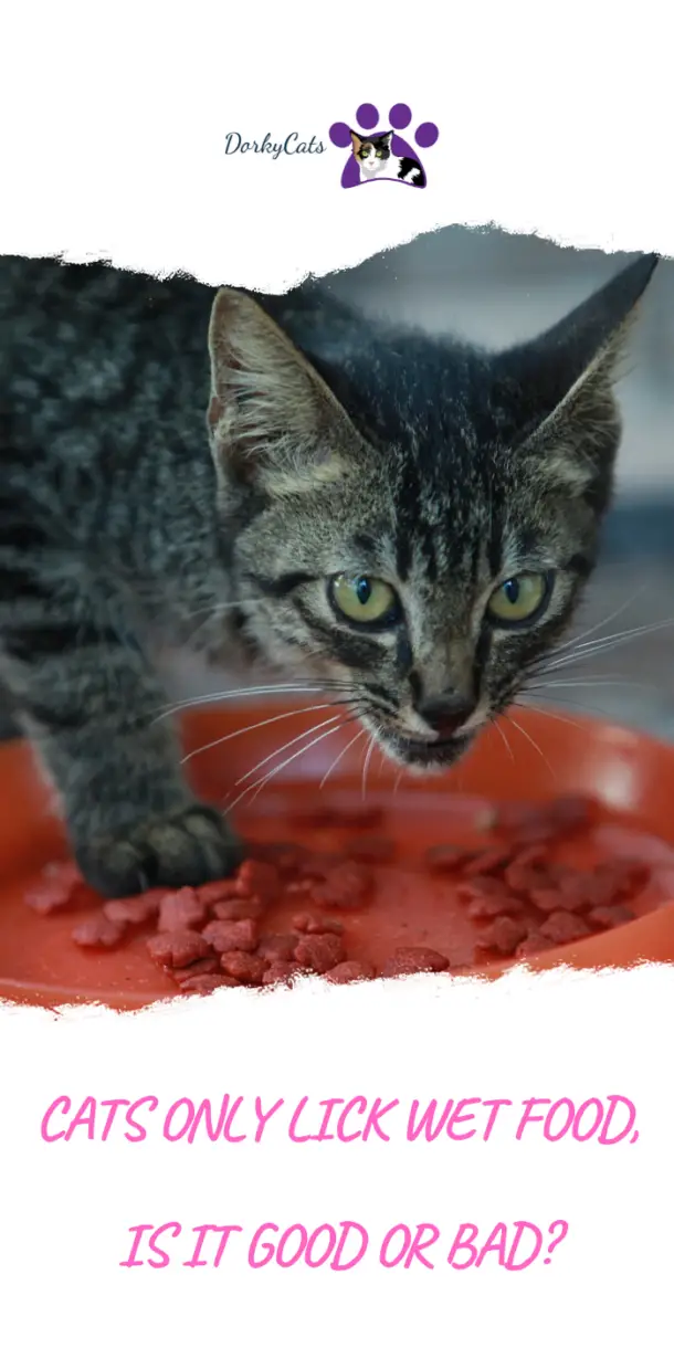 CATS ONLY LICK WET FOOD. IS IT GOOD OR BAD? DorkyCats