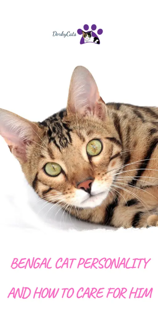 Bengal cat's personality