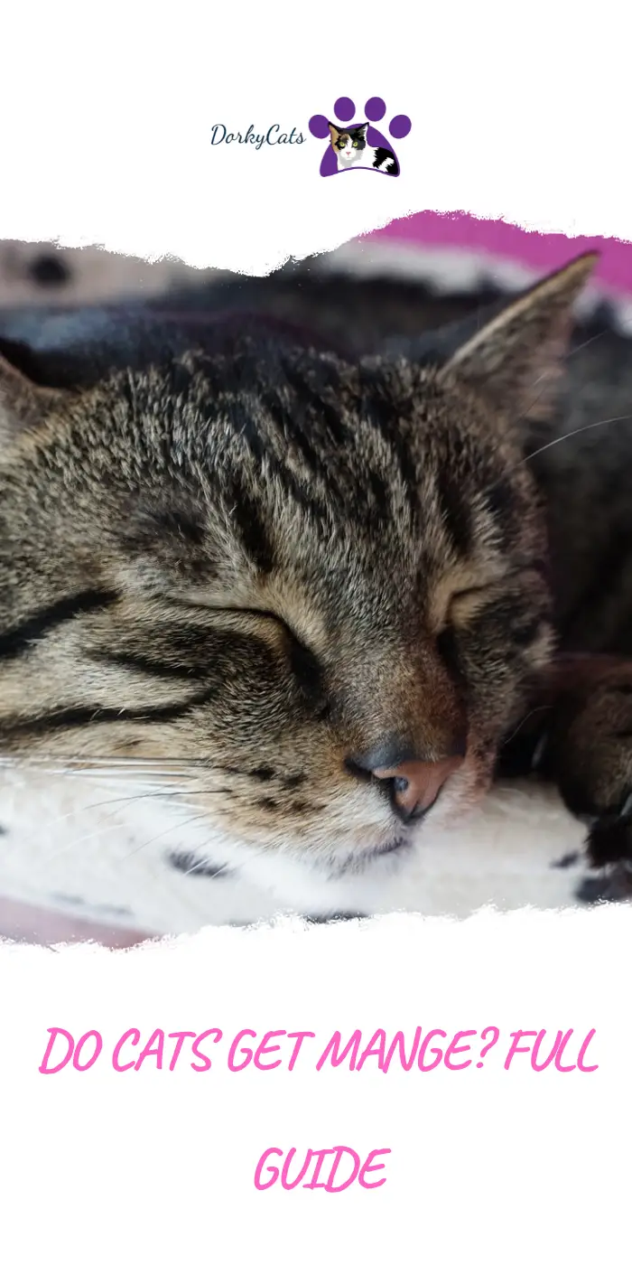 DO CATS GET MANGE? FULL GUIDE DorkyCats