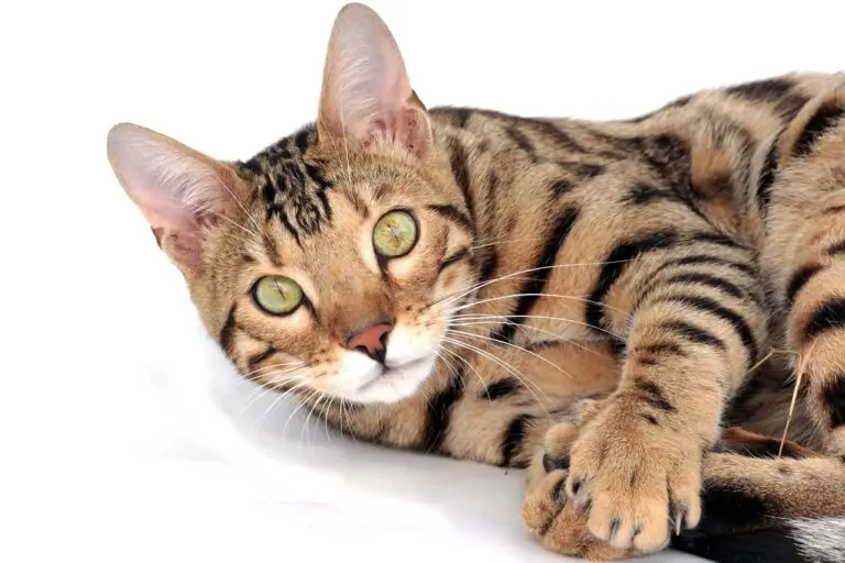 BENGAL CAT’S PERSONALITY AND HOW TO CARE FOR THEM