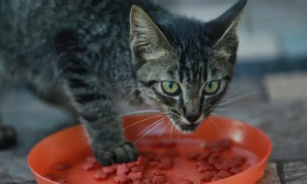CATS ONLY LICK WET FOOD. IS IT GOOD OR BAD?