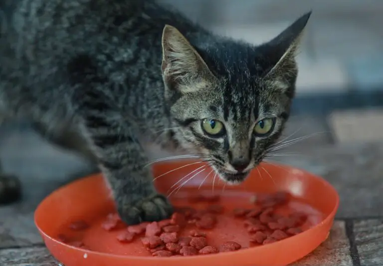 CATS ONLY LICK WET FOOD. IS IT GOOD OR BAD?