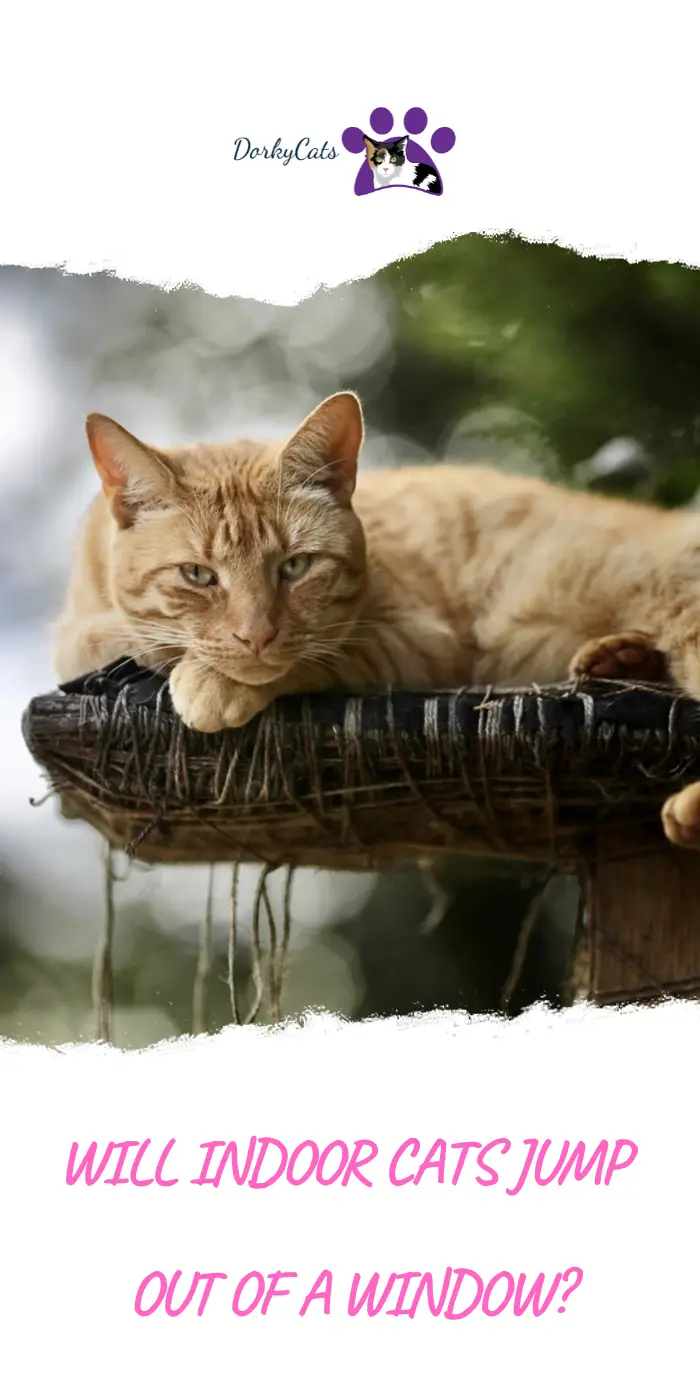 WILL INDOOR CATS JUMP OUT OF A WINDOW? DorkyCats