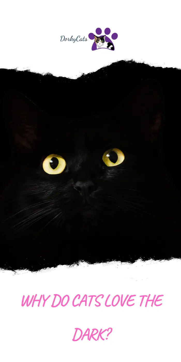 WHY DO CATS LOVE THE DARK? DorkyCats