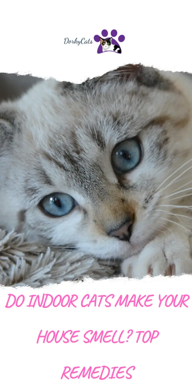DO INDOOR CATS MAKE YOUR HOUSE SMELL? 5 TOP REMEDIES DorkyCats