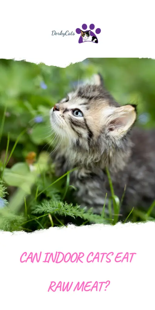 Can indoor cats eat raw meat