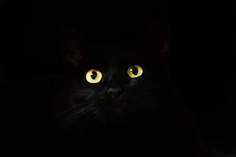 WHY DO CATS LOVE THE DARK?