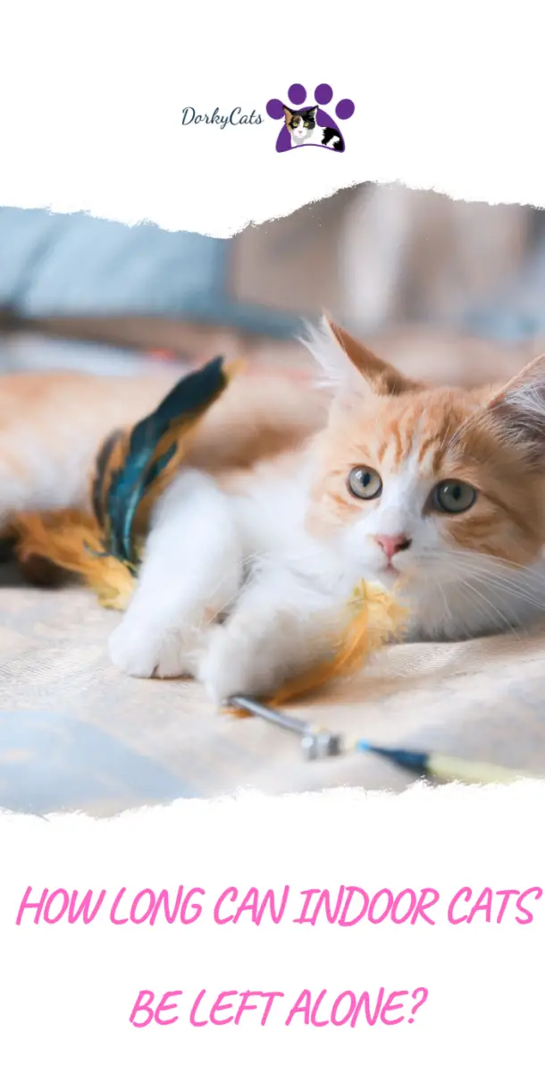 HOW LONG CAN INDOOR CATS BE LEFT ALONE? 5 BEST TIPS DorkyCats