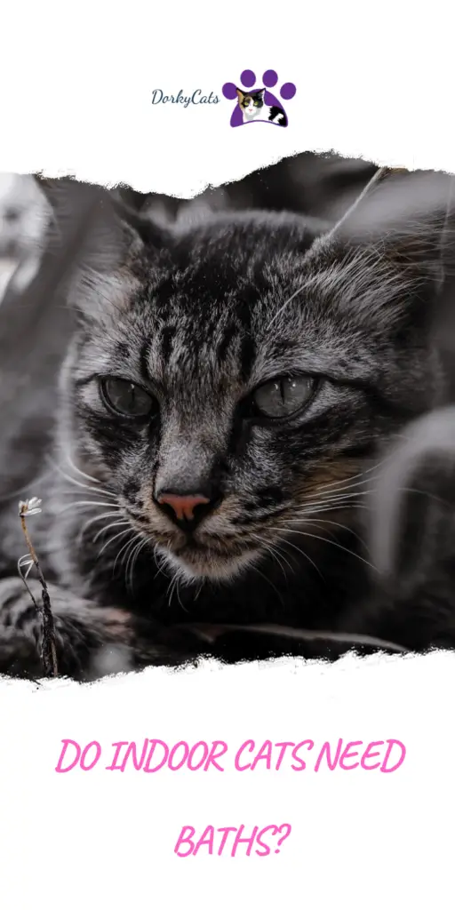 Do indoor cats need baths? 
