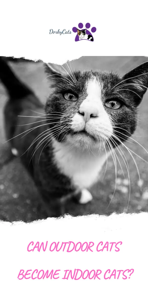 CAN OUTDOOR CATS INDOOR CATS? 10 ADVICE