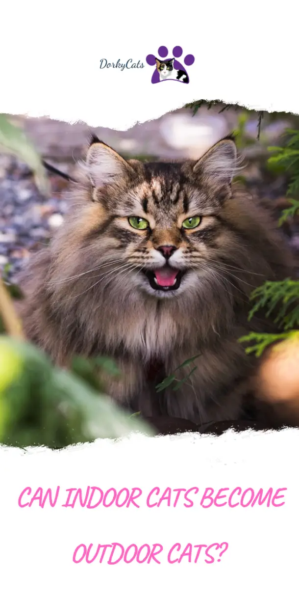 CAN INDOOR CATS OUTDOOR CATS? ALL YOU NEED TO KNOW DorkyCats